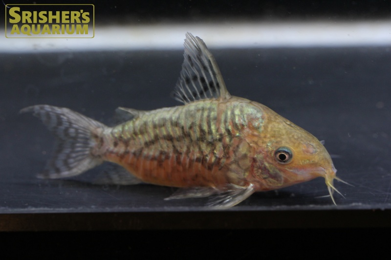 コリドラス ゲリィ（ペア）｜コリドラスの仲間 - Corydoras-｜スリッシャーズ アクアリウム