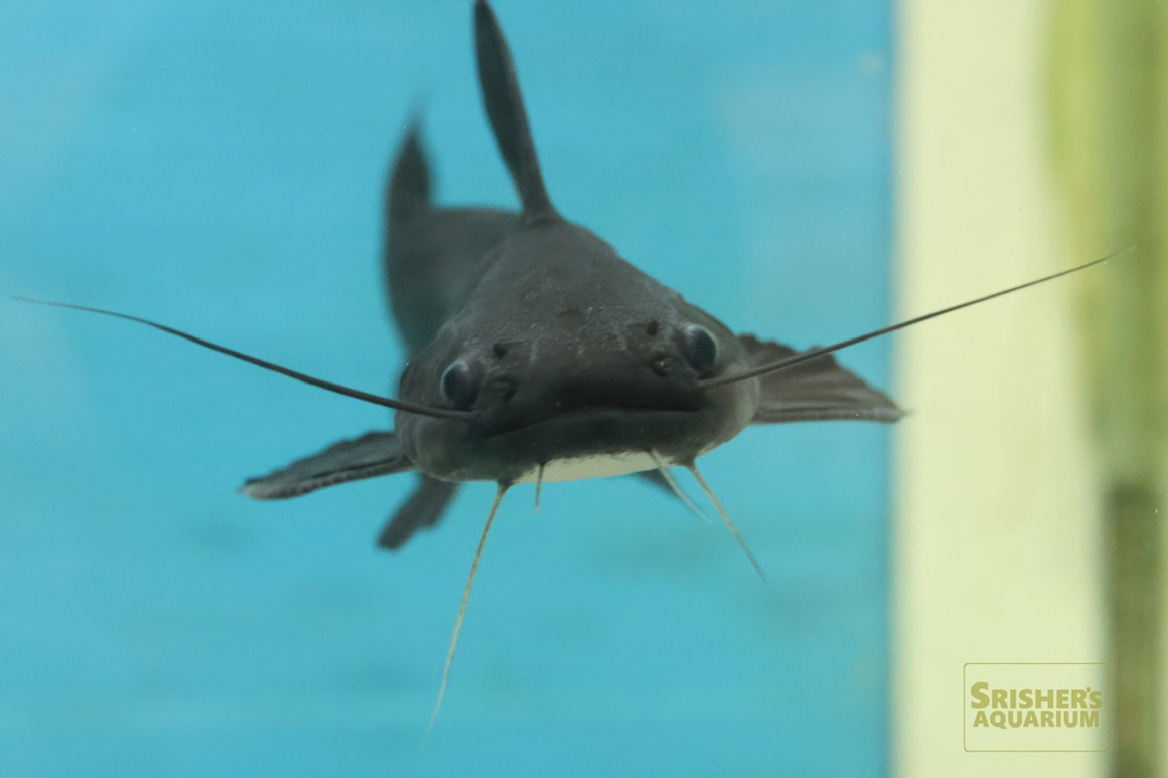 デビルウィングドカンマウス｜ナマズの仲間 - Cat fish