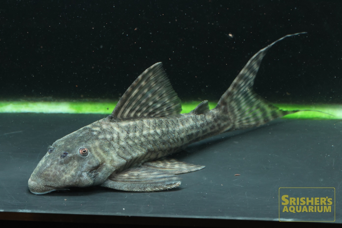 【フレコの色が選べる】フレコシージョ　黒白大水玉　スペイン製 全2色 小さな水玉のマントンシージョ フレコブラック