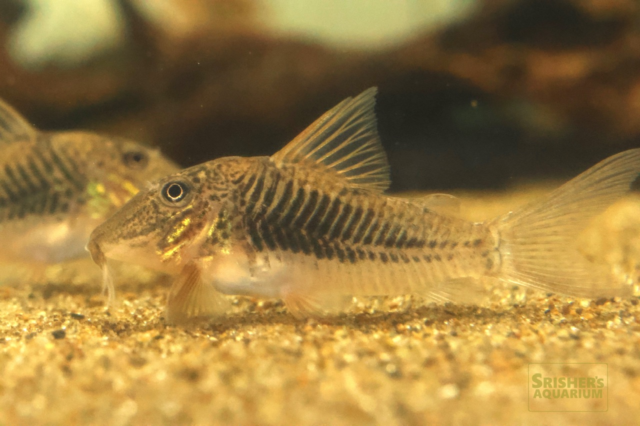 コリドラス コリドラス プリオノータス｜コリドラスの仲間 - Corydoras