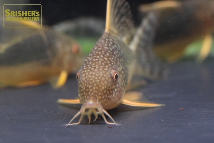 コリドラス 淡水魚】【通販】コリドラス ウルク リオウルク産 ワイルド【1匹