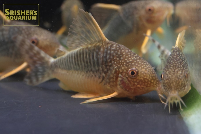 コリドラス 淡水魚】【通販】コリドラス ウルク リオウルク産 ワイルド【1匹